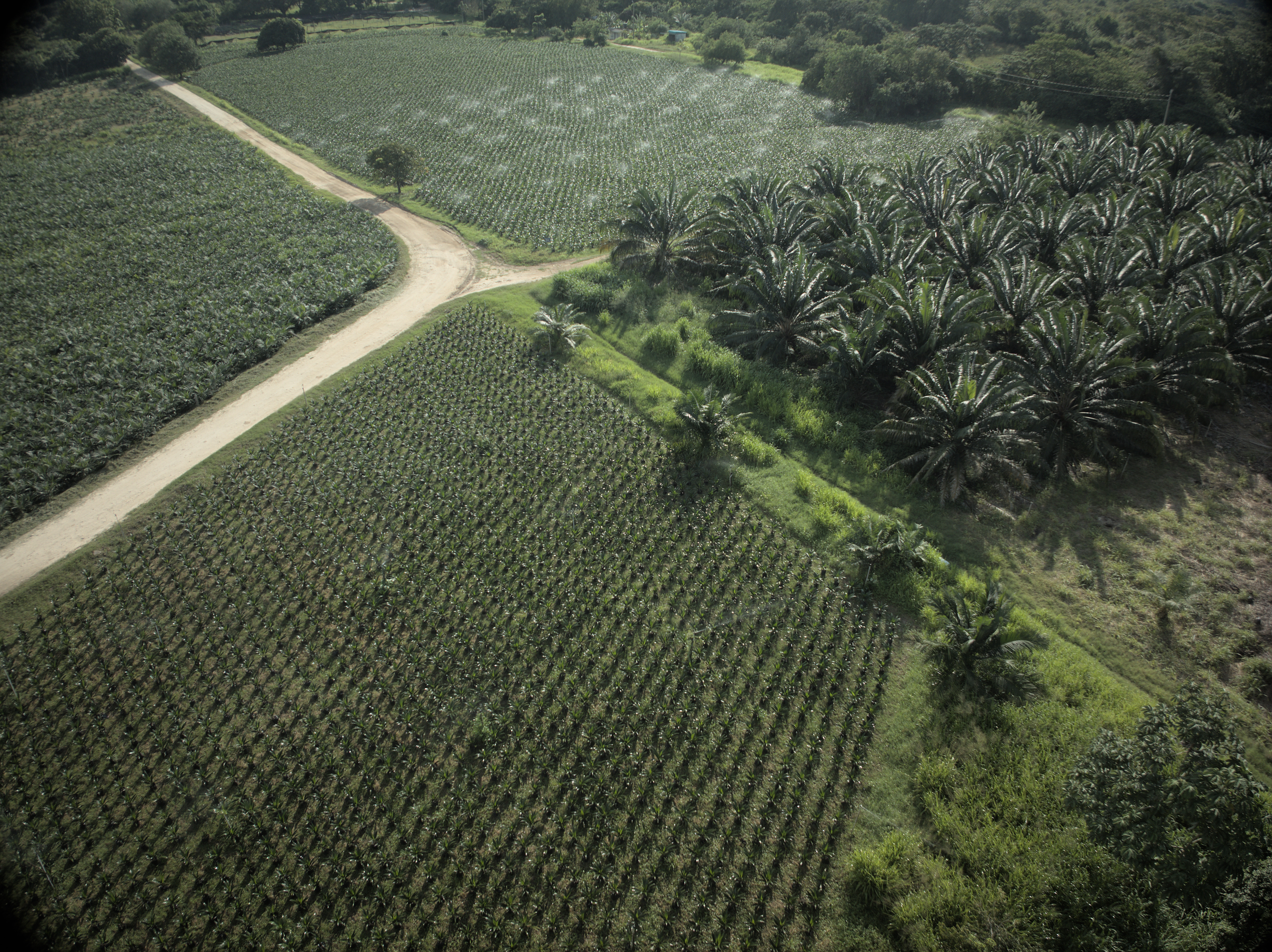 Cultivos Sostenibles